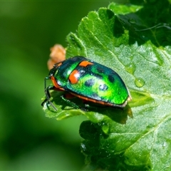 Scutiphora pedicellata (Metallic Jewel Bug) at Theodore, ACT - 4 Nov 2025 by ChrisSutevski