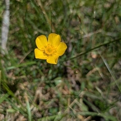 Ranunculus sp. at Krawarree, NSW - 29 Nov 2025 by WalterEgo