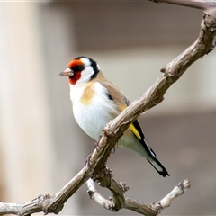 Carduelis carduelis (European Goldfinch) at Theodore, ACT - 21 Sep 2025 by ChrisSutevski
