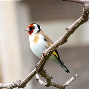Carduelis carduelis (European Goldfinch) at Theodore, ACT - 21 Sep 2025 by ChrisSutevski