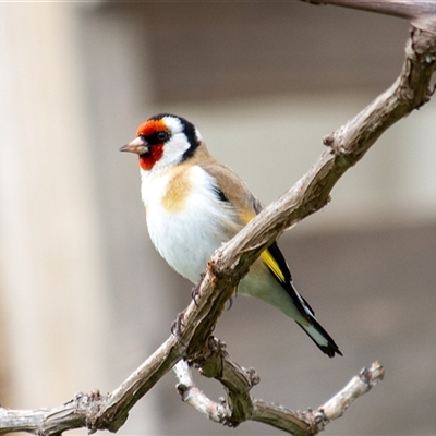 Carduelis carduelis (European Goldfinch) at Theodore, ACT - 21 Sep 2025 by ChrisSutevski