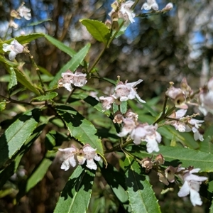 Prostanthera lasianthos at Krawarree, NSW - 29 Nov 2025 by WalterEgo