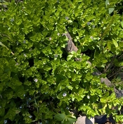 Gratiola peruviana (Australian Brooklime) at Krawarree, NSW - 29 Nov 2025 by WalterEgo