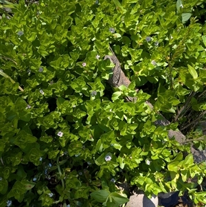 Gratiola peruviana (Australian Brooklime) at Krawarree, NSW - 29 Nov 2025 by WalterEgo