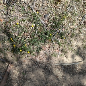 Gompholobium inconspicuum at Berlang, NSW - 29 Nov 2025 by WalterEgo