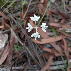 Xanthosia atkinsoniana at Berlang, NSW - 29 Nov 2025 by WalterEgo