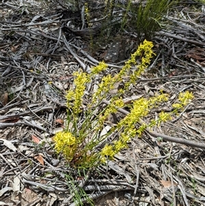 Stackhousia (genus) at Berlang, NSW - 29 Nov 2025 by WalterEgo