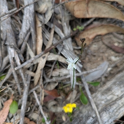 Caesia parviflora (Pale Grass-lily) at Berlang, NSW - 29 Nov 2025 by WalterEgo