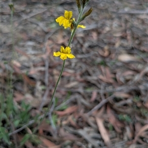 Goodenia bellidifolia at Berlang, NSW - 29 Nov 2025 by WalterEgo