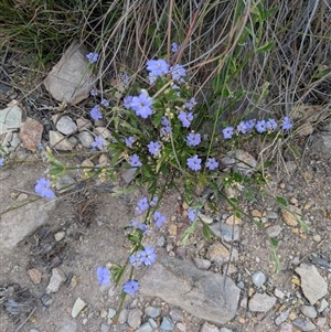 Dampiera fusca at Berlang, NSW - 29 Nov 2025 by WalterEgo