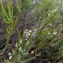 Choretrum pauciflorum at Berlang, NSW - 29 Nov 2025 by WalterEgo