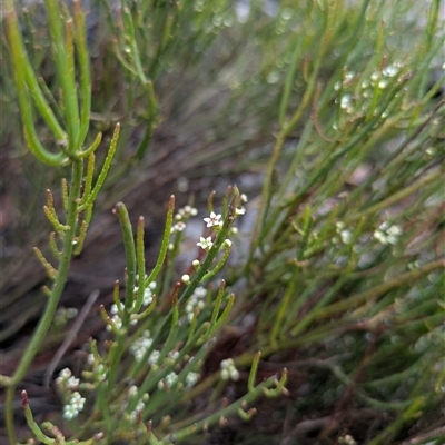 Choretrum pauciflorum at Berlang, NSW - 29 Nov 2025 by WalterEgo