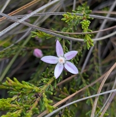 Philotheca salsolifolia subsp. salsolifolia at Berlang, NSW - 29 Nov 2025 by WalterEgo