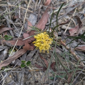 Isopogon prostratus at Berlang, NSW - 29 Nov 2025 by WalterEgo