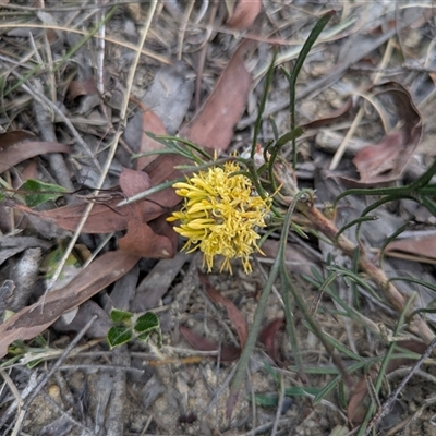 Isopogon prostratus at Berlang, NSW - 29 Nov 2025 by WalterEgo