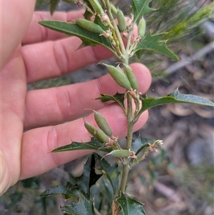 Podolobium ilicifolium at Berlang, NSW - 29 Nov 2025 by WalterEgo