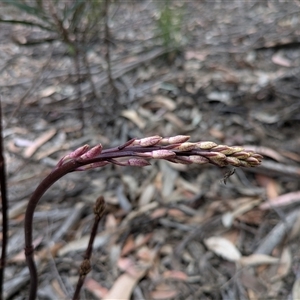 Dipodium sp. (A Hyacinth Orchid) at Berlang, NSW - 29 Nov 2025 by WalterEgo