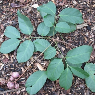 Prasoxylon klanderi at Mossman Gorge, QLD - 11 Nov 2015 by JasonPStewart