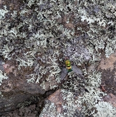 Rutilia (Chrysorutilia) formosa (A Bristle fly) at Berlang, NSW - 29 Nov 2025 by WalterEgo