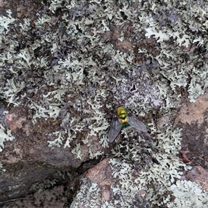 Rutilia sp. (genus) at Berlang, NSW - 29 Nov 2025 by WalterEgo