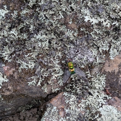 Rutilia (Chrysorutilia) formosa (A Bristle fly) at Berlang, NSW - 29 Nov 2025 by WalterEgo