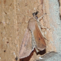 Mythimna (Pseudaletia) convecta (Common Armyworm) at Conder, ACT - 17 Oct 2025 by MichaelBedingfield