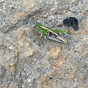 Unverified Grasshopper (several families) at Canyonleigh, NSW - Today by blacksheep