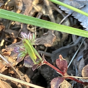 Unverified Grasshopper (several families) at Canyonleigh, NSW - Today by blacksheep