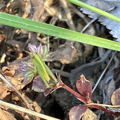 Acrididae sp. (family) (Unidentified Grasshopper) at Canyonleigh, NSW - 1 Dec 2025 by blacksheep