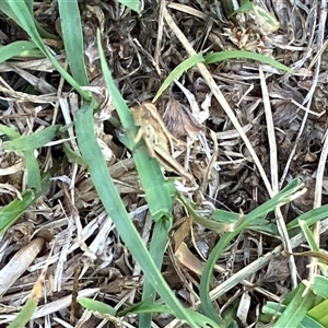 Unverified Grasshopper (several families) at Canyonleigh, NSW - Today by blacksheep
