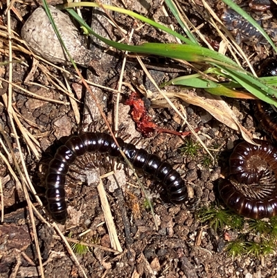 Paradoxosomatidae sp. (family) at Canyonleigh, NSW - 30 Nov 2025 by blacksheep