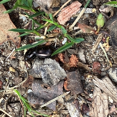 Carabidae (family) (Predatory ground beetle) at Canyonleigh, NSW - 30 Nov 2025 by blacksheep