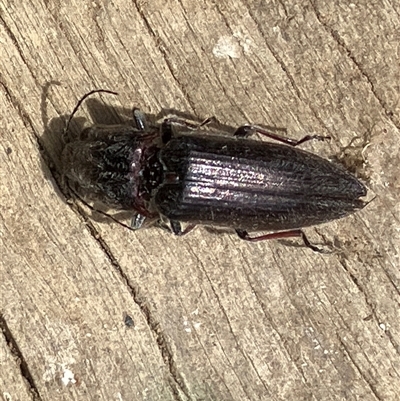 Elateridae (family) (Unidentified click beetle) at Canyonleigh, NSW - 30 Nov 2025 by blacksheep