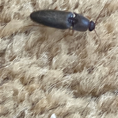 Elateridae (family) (Unidentified click beetle) at Canyonleigh, NSW - 29 Nov 2025 by blacksheep