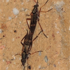 Ectinorhynchus variabilis at Conder, ACT - 17 Oct 2025 by MichaelBedingfield