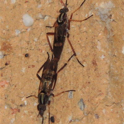 Ectinorhynchus variabilis at Conder, ACT - 17 Oct 2025 by MichaelBedingfield