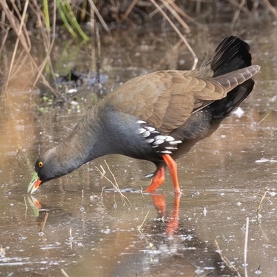 Tribonyx ventralis at Throsby, ACT - Yesterday by rawshorty