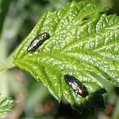 Aaaaba fossicollis (Raspberry jewel beetle) at Cook, ACT - 10 Nov 2025 by CathB