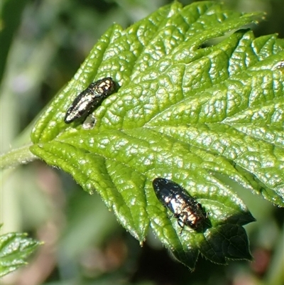 Aaaaba fossicollis (Raspberry jewel beetle) at Cook, ACT - 10 Nov 2025 by CathB