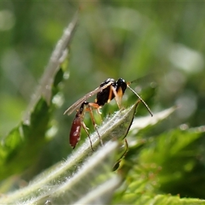 Ichneumonidae (family) at Aranda, ACT - 10 Nov 2025 by CathB