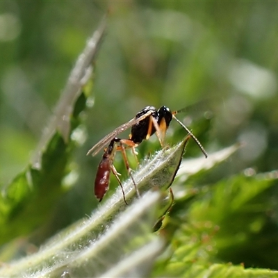 Ichneumonidae (family) at Aranda, ACT - 10 Nov 2025 by CathB