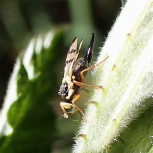 Euribia sp. (genus) at Cook, ACT - 10 Nov 2025 by CathB