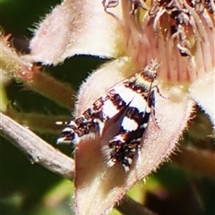 Glyphipterix meteora (A Sedge Moth) at Aranda, ACT - 10 Nov 2025 by CathB