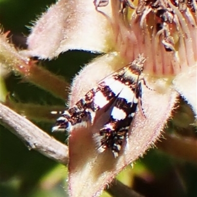 Glyphipterix meteora (A Sedge Moth) at Aranda, ACT - 10 Nov 2025 by CathB