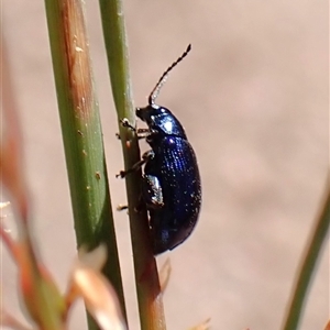 Altica sp. (genus) (Flea beetle) at Aranda, ACT - 10 Nov 2025 by CathB