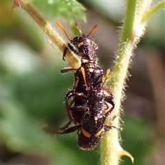 Eleale pulchra (Clerid beetle) at Cook, ACT - 19 Nov 2025 by CathB