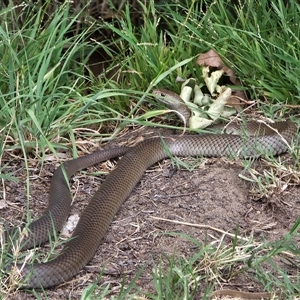 Pseudonaja textilis (Eastern Brown Snake) at Queanbeyan, NSW - 1 Dec 2025 by FeralGhostbat