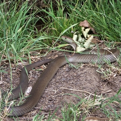 Pseudonaja textilis (Eastern Brown Snake) at Queanbeyan, NSW - 1 Dec 2025 by FeralGhostbat