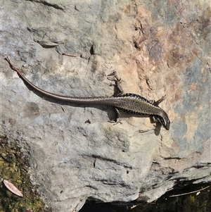 Eulamprus heatwolei (Yellow-bellied Water Skink) at Queanbeyan, NSW - 1 Dec 2025 by FeralGhostbat