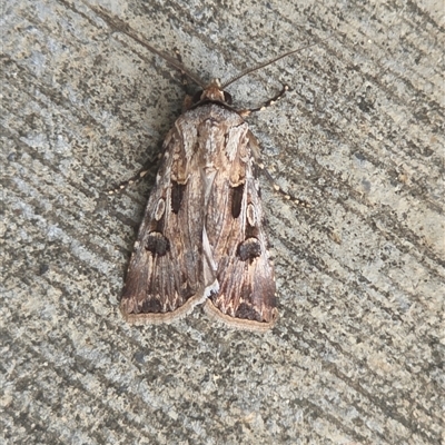 Agrotis munda (Brown Cutworm) at Pialligo, ACT - 22 Nov 2025 by FeralGhostbat